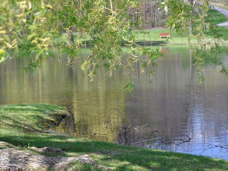 lake with green grass shore